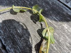 Potamogeton perfoliatus