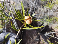 Colliguaja integerrima