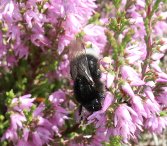Bombus soroeensis