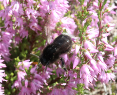 Bombus soroeensis