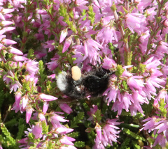 Bombus soroeensis