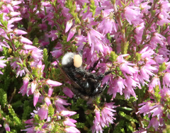 Bombus soroeensis
