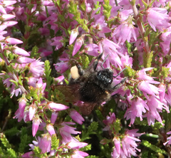 Bombus soroeensis