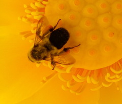 Bombus impatiens image