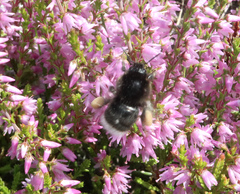 Bombus soroeensis