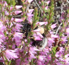 Bombus soroeensis