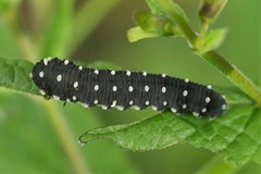 Athalia scutellariae