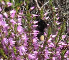 Bombus soroeensis