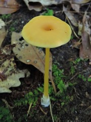 Entoloma unicolor