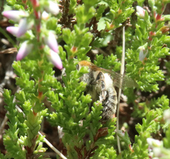 Andrena fuscipes