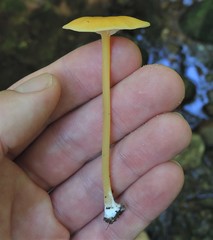 Entoloma unicolor