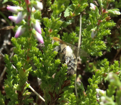 Andrena fuscipes