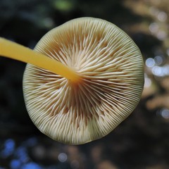 Entoloma unicolor