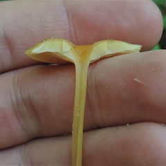 Entoloma unicolor
