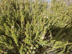 Chuquiraga ruscifolia