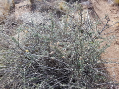 Brachyclados lycioides