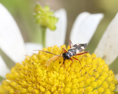 Globiceps flavomaculatus