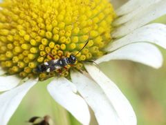 Globiceps flavomaculatus