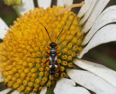 Globiceps flavomaculatus