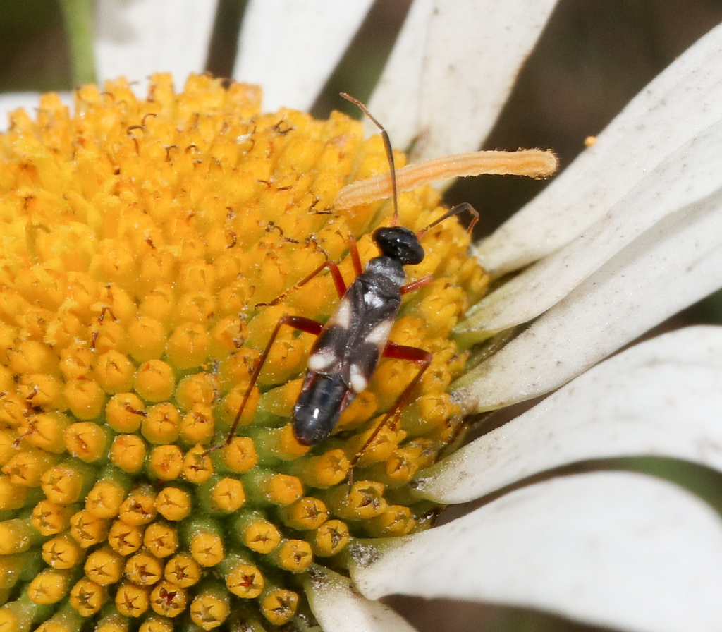 Globiceps flavomaculatus