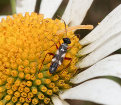 Globiceps flavomaculatus