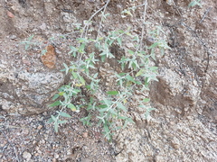 Buddleja mendozensis