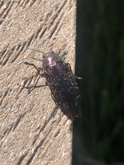 Buprestis confluenta