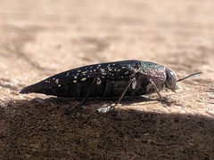 Buprestis confluenta