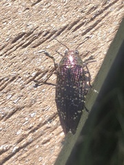 Buprestis confluenta