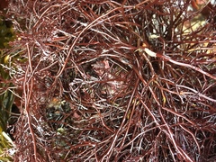 Rhodymeniophycidae