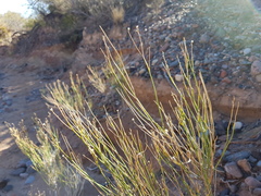 Baccharis spartioides