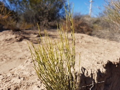 Baccharis spartioides