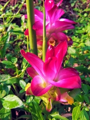 Curcuma aromatica