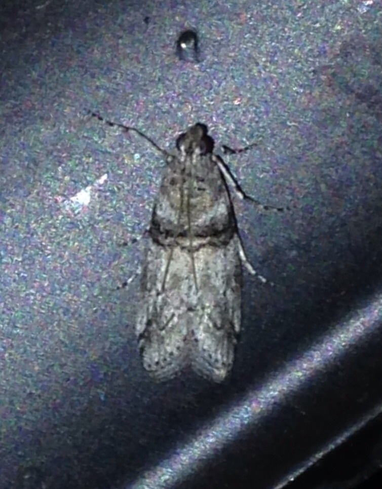 Sciota bifasciella