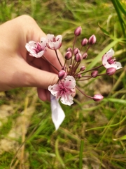 Butomus umbellatus