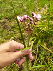 Butomus umbellatus