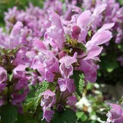Lamium garganicum
