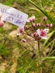 Butomus umbellatus