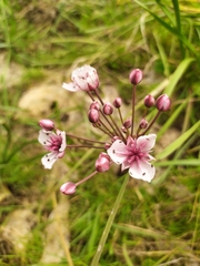 Butomus umbellatus