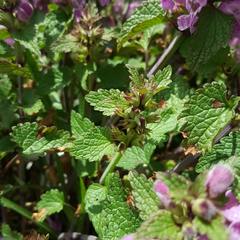 Lamium garganicum