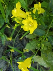 Aureolaria grandiflora