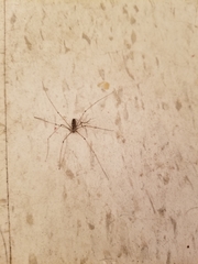 Pholcus phalangioides