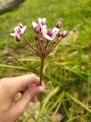 Butomus umbellatus
