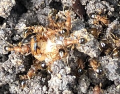 Myrmicinae