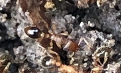Myrmicinae