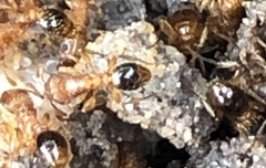 Myrmicinae