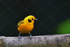 Golden Tanager photo 5