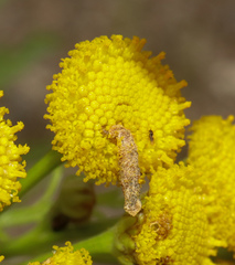 Coleophora tanaceti
