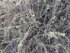 Brachyclados lycioides