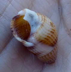 Nassarius perpinguis